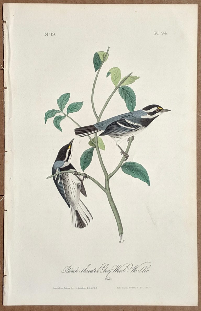 Audubon Octavo Print Black Throated Grey Wood Warbler Plate 94 1st