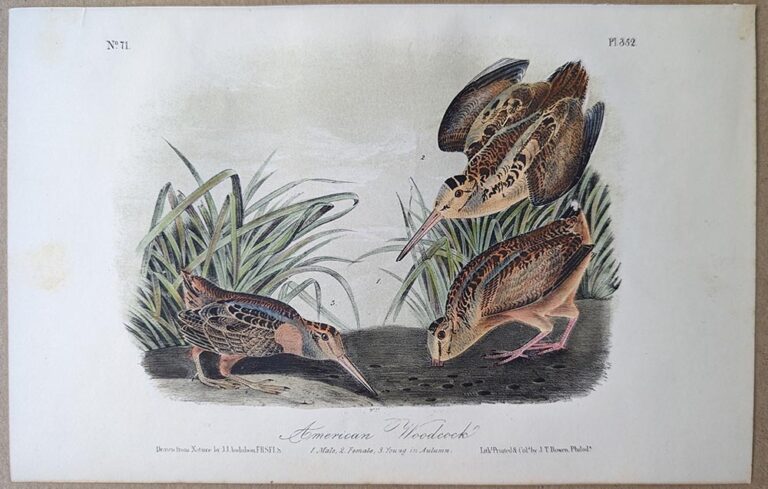 Audubon Octavo Print American Woodcock Plate 352 3rd Edition