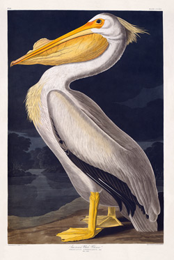 pelican-white