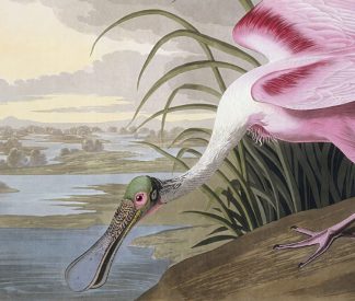 Audubon Sandhill Crane Nsandhill Crane Or Whooping Crane (Grus Canadensis)  After John James Audubon for His Birds of America 1827-38 Poster Print by