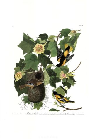 Baltimore Oriole print by John James Audubon