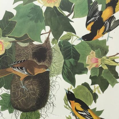 Closer view of Baltimore Oriole print by John James Audubon