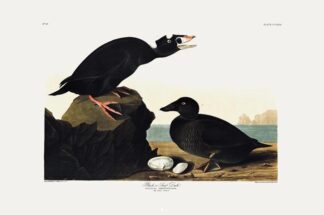 Black Surf Duck by John James Audubon, Princeton Edition