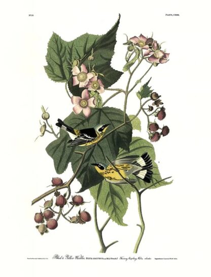 Closer view of Black and Yellow Warbler by John James Audubon, Princeton Edition