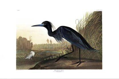 Blue Crane Heron by John James Audubon, Princeton Edition