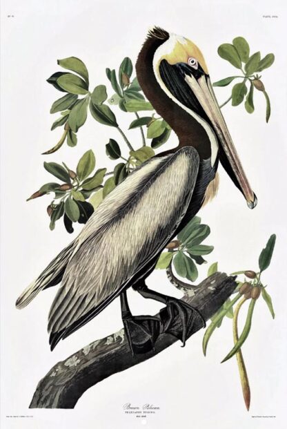 Brown Pelican, by John James Audubon