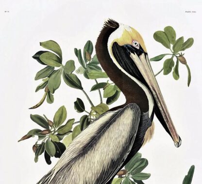 Brown Pelican Print by John J Audubon - Image 3