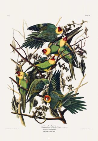 Carolina Parrot by John James Audubon