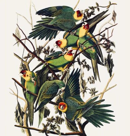 Carolina Parrot by John James Audubon