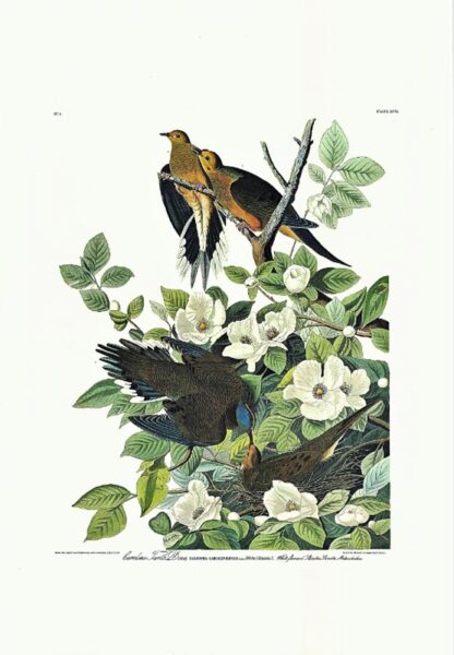 Carolina Turtle Dove print by John James Audubon