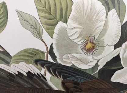 Detail view of Carolina Turtle Dove print by John James Audubon