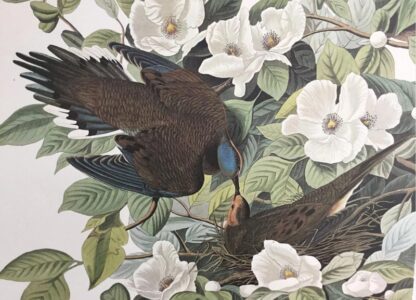 Close-up view of Carolina Turtle Dove print by John James Audubon