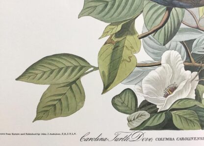 Fine detail of Carolina Turtle Dove print by John James Audubon