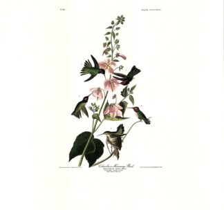 Columbia Hummingbird by John James Audubon, Princeton Edition