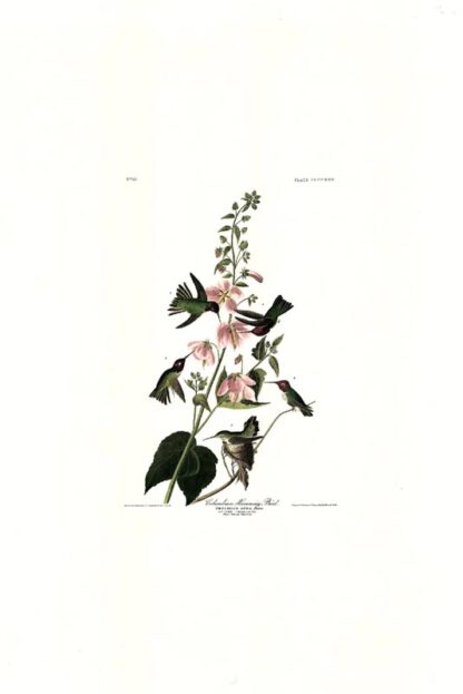 Closer view of Columbia Hummingbird by John James Audubon, Princeton Edition