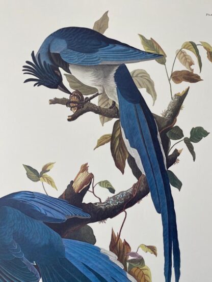 Closer view of Columbia Jay by John James Audubon, Princeton Edition