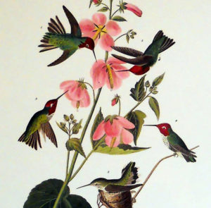 Columbian Hummingbird Print by John J Audubon - Audubon Prints