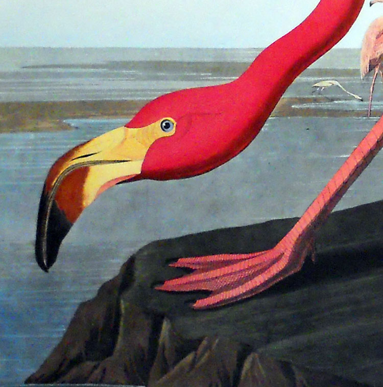 Audubon - Pink Flamingo from Birds of America Canvas