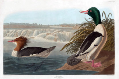 Goosander - Audubon Prints