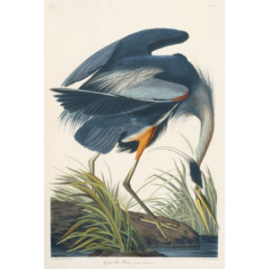 Great Blue Heron - Audubon Prints