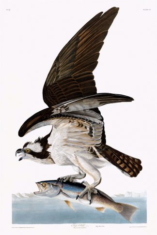 Osprey or Fish Hawk
