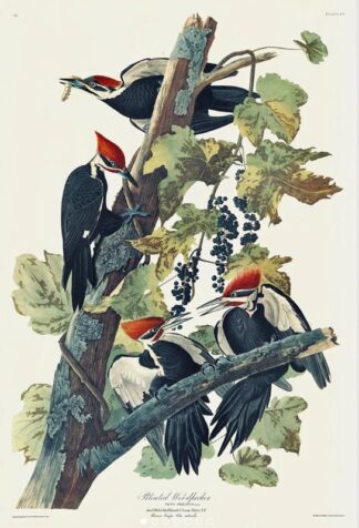 Pileated Woodpecker by John James Audubon