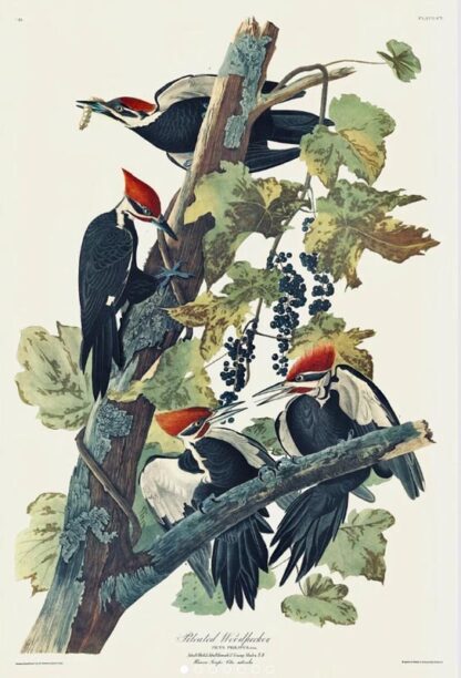 Pileated Woodpecker by John James Audubon