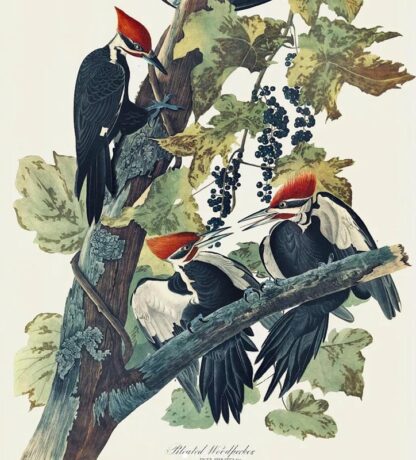 Pileated Woodpecker by John James Audubon