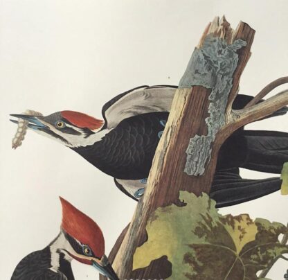 Close up of Pileated Woodpecker print by Audubon