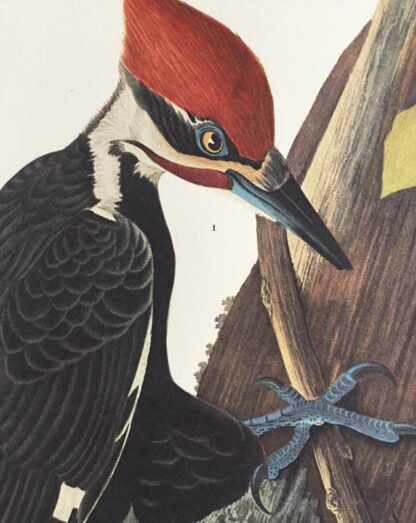 Even closer view of print of Pileated Woodpecker by John Audubon