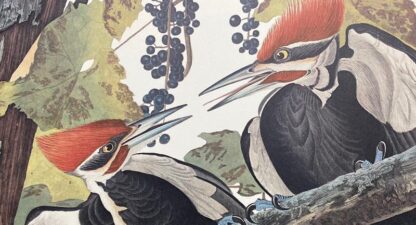 Another close-up view showing quality of print by Audubon