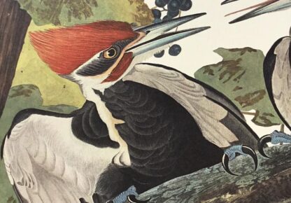 Incredible detail, true to the original Pileated Woodpecker by John J. Audubon