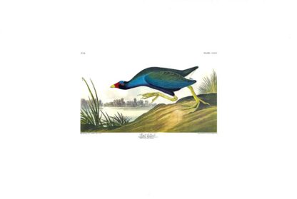 Purple Gallinule by John James Audubon, Princeton Edition