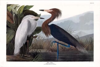 Purple Heron, today known as the Reddish Egret, by John James Audubon