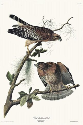 Red-shouldered Hawk by John James Audubon