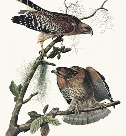 Closer view of Red-shouldered Hawk by John James Audubon