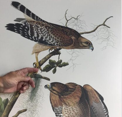 Life-size prints of the bird compared to a human hand.