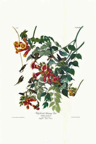 Ruby Throated Hummingbird print by John J Audubon