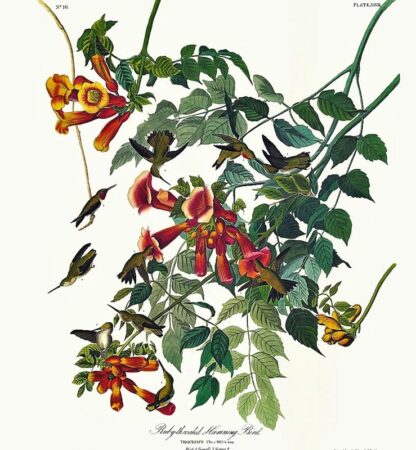 Closer view of Ruby Throated Hummingbird print by John J Audubon