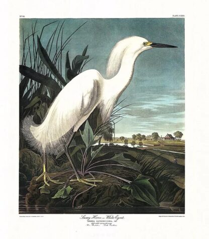 Snowy Heron White Egret by John James Audubon, Princeton Edition