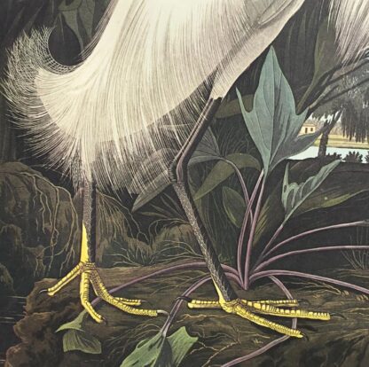 Close-up view of Snowy Heron White Egret by John James Audubon, Princeton Edition