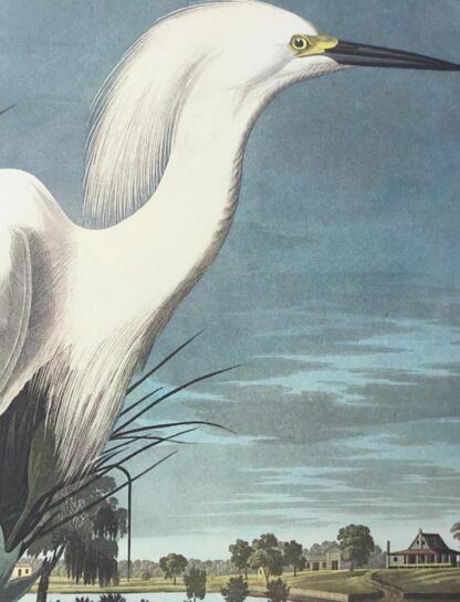 Detail is preserved in this finest edition of Audubon Prints