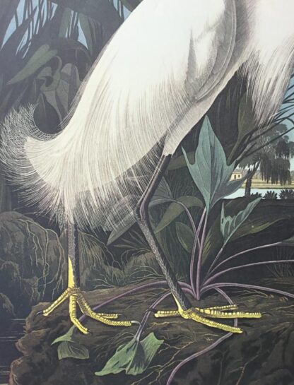 Feathers are individually revealed in this stunning Snowy Heron White Egret by John James Audubon, Princeton Edition