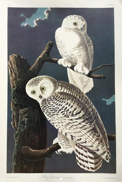 Snowy Owl print by John James Audubon