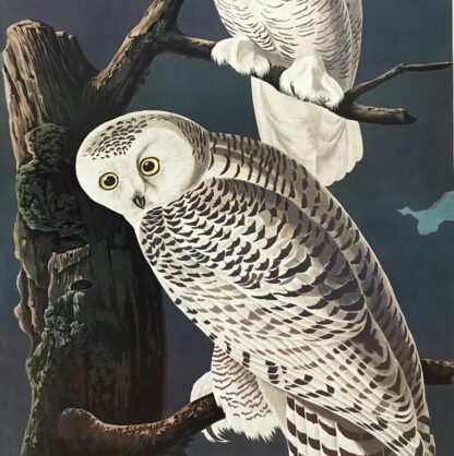 Closer view of Snowy Owl print by John James Audubon