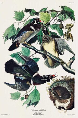 Summer or Wood Duck by John James Audubon