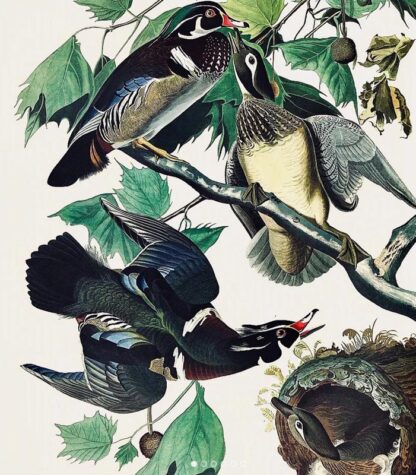 Closer view of Summer or Wood Duck by John James Audubon