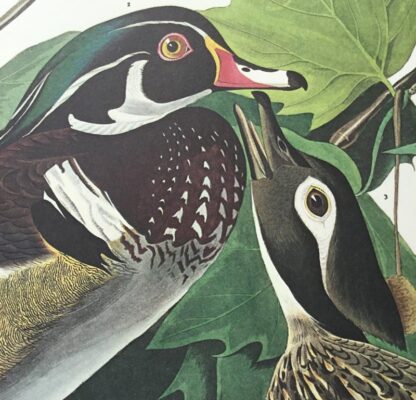 Close-up view of Summer or Wood Duck by John James Audubon