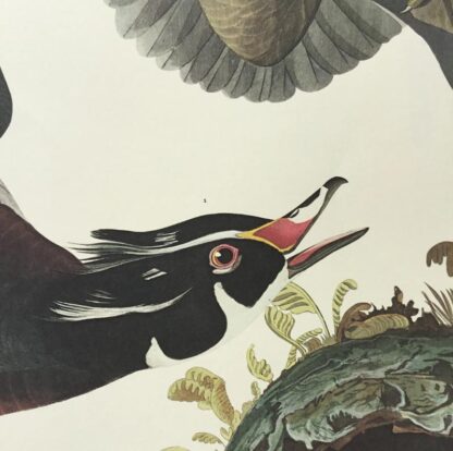 Vivid detail in this close-up view of Summer or Wood Duck by John James Audubon