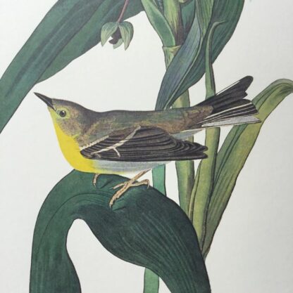 Close-up view of Vigors Warbler by John James Audubon, Princeton Audubon